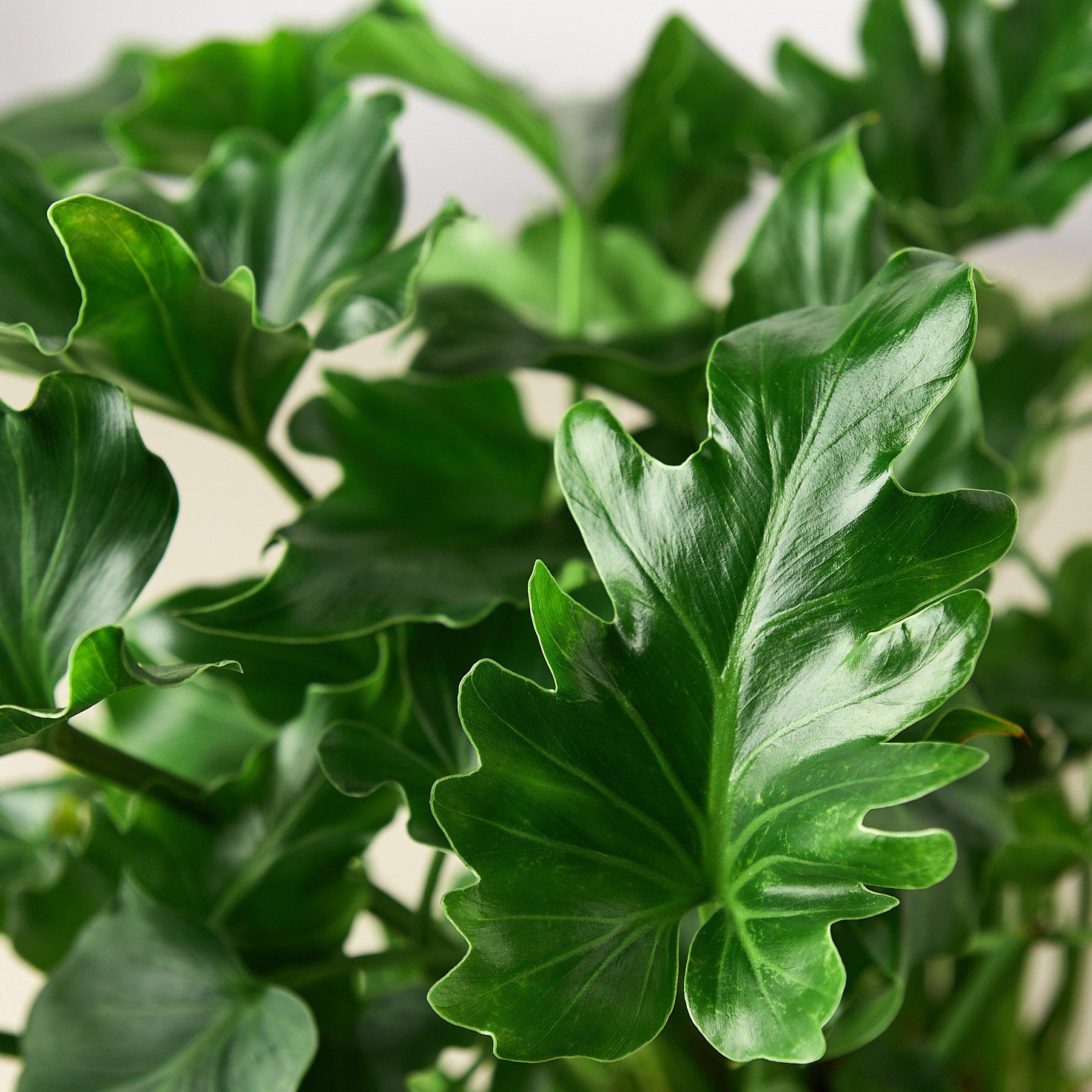 Philodendron ‚ÄòLittle Hope'