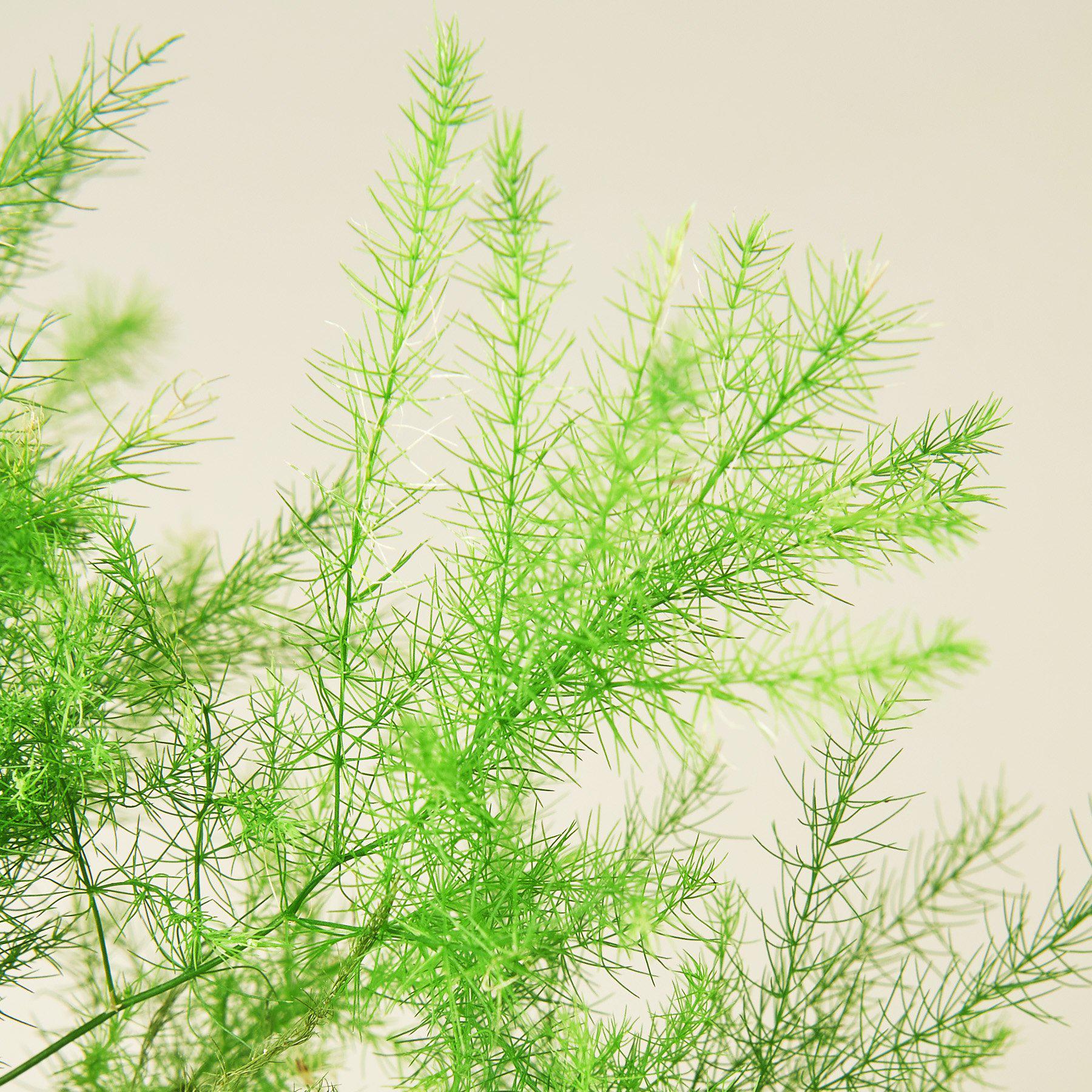 Fern 'Asparagus'