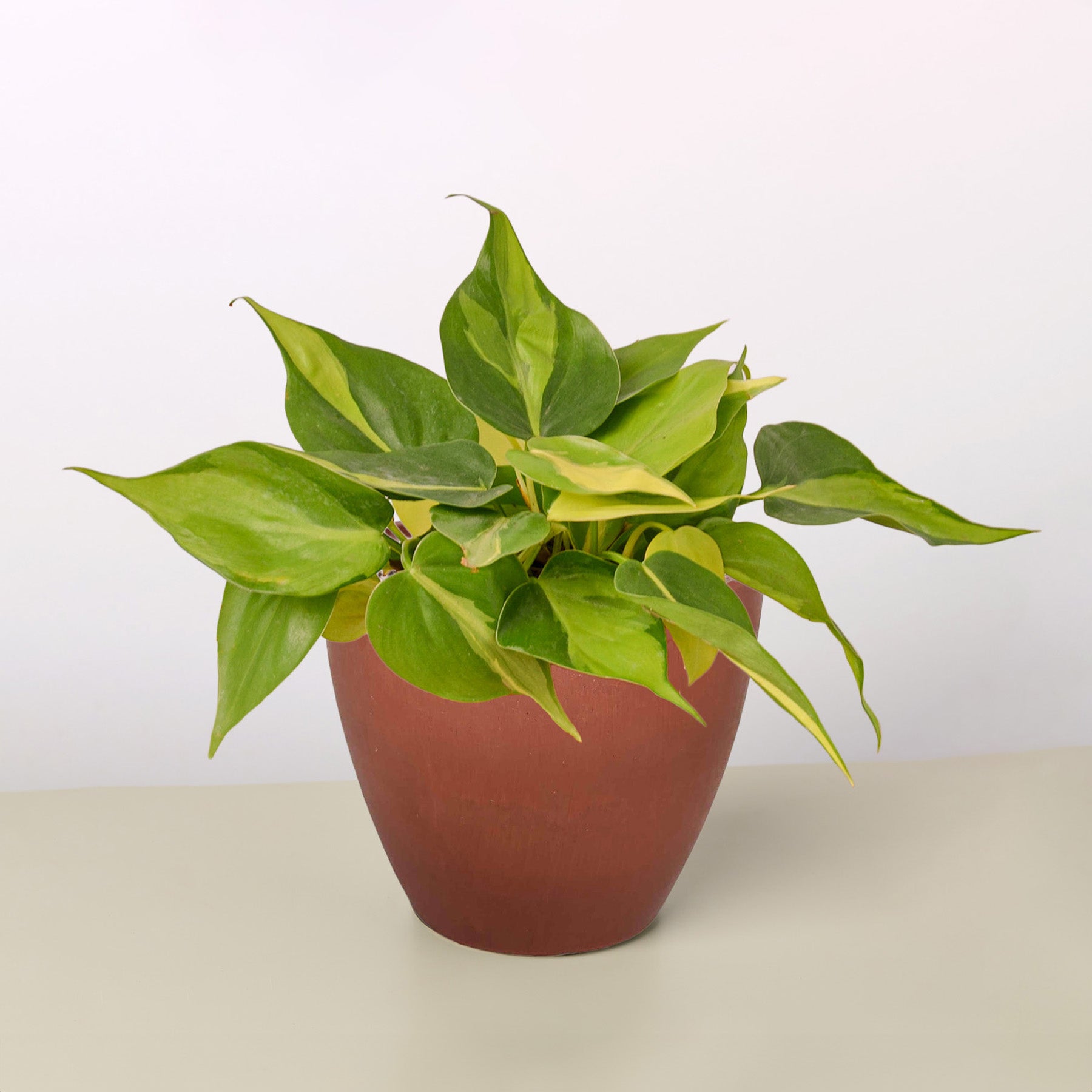 Philodendron 'Brasil'