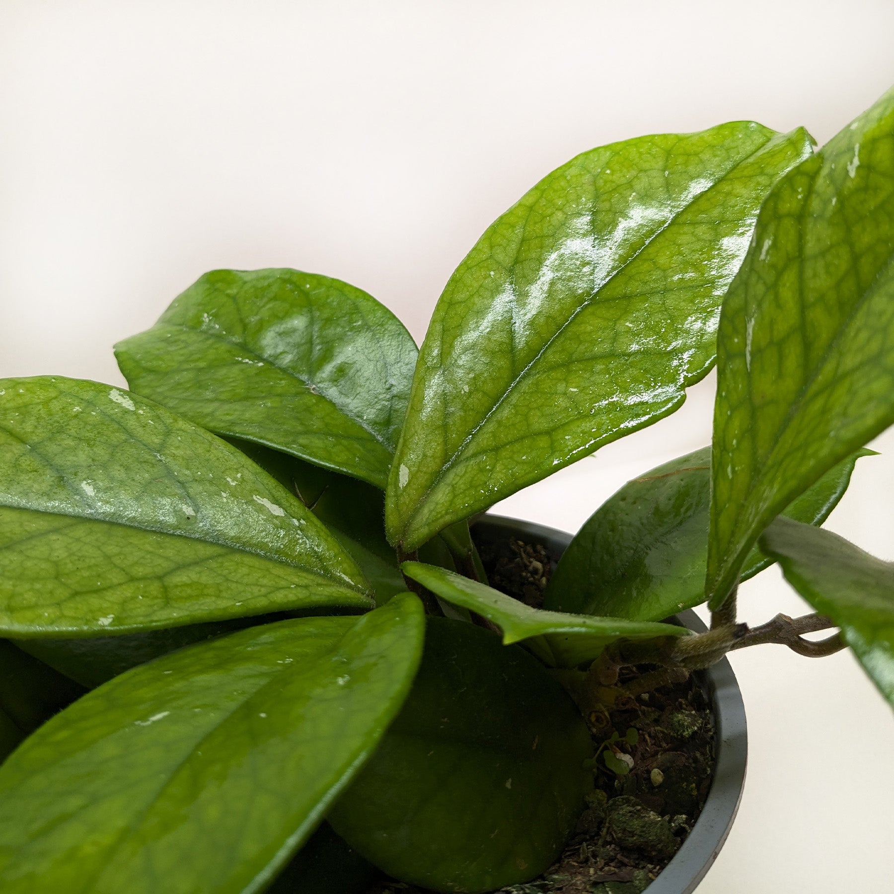 Hoya Fungii