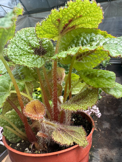 Begonia 'Iron Cross'